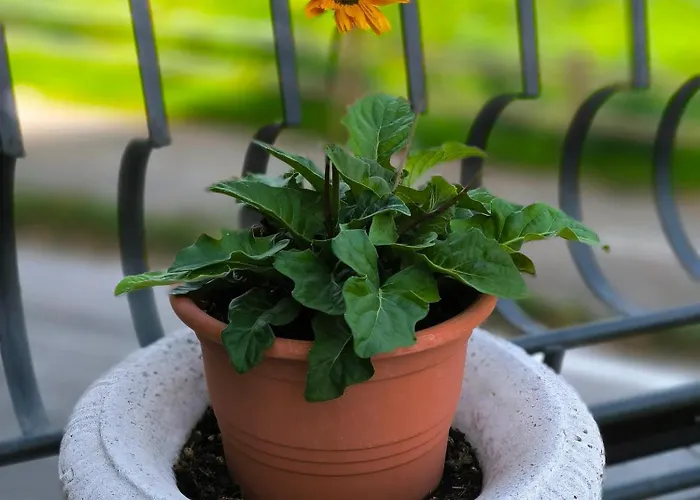 La Brunita ルビエーラ